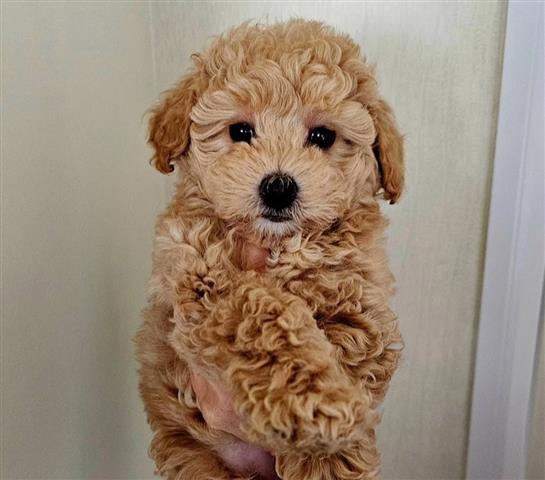 $650 : Exquisite Maltipoo Puppies image 2