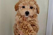 $650 : Exquisite Maltipoo Puppies thumbnail