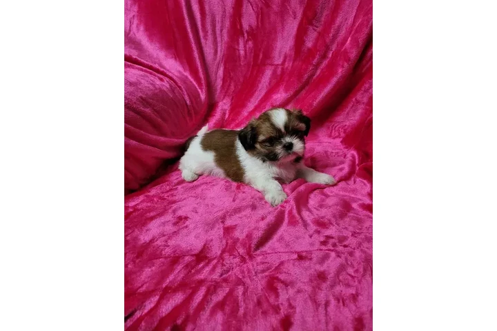 $450 : Shihtzu maltes male image 1