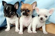Chihuahua puppies for sale en New York