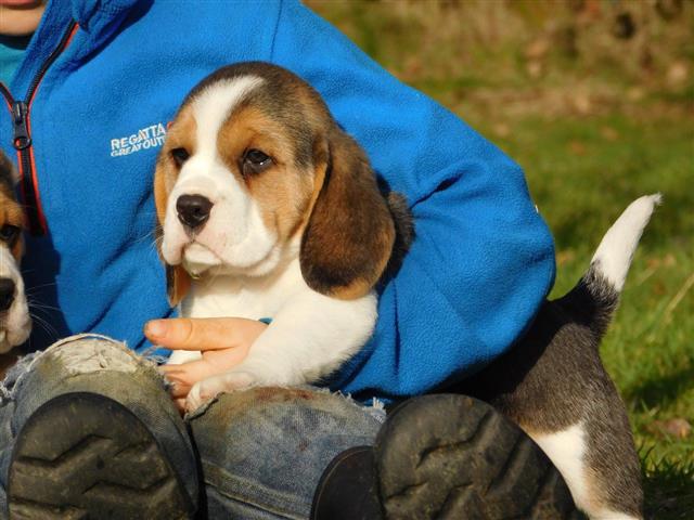 $500 : AKc Beagle para la venta image 3