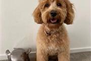 $500 : READY NOW GOLDEN DOODLE PUPS thumbnail