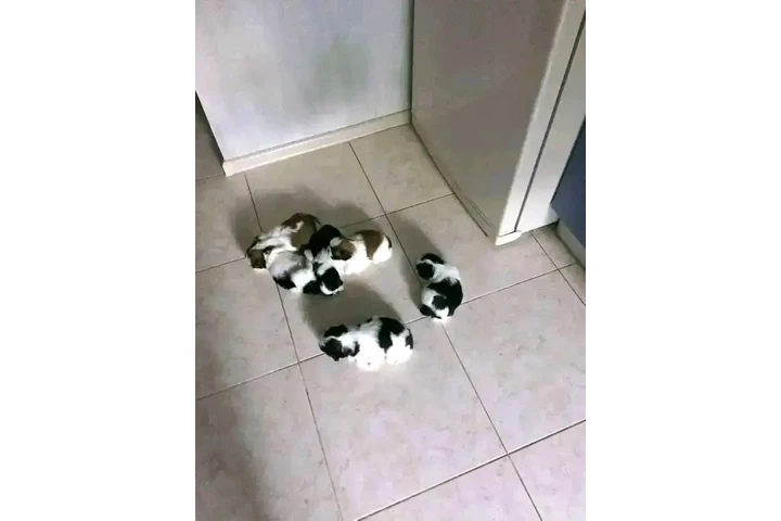 $550 : Cachorros Shih Tzu disponibles image 2
