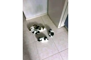 $550 : Cachorros Shih Tzu disponibles thumbnail