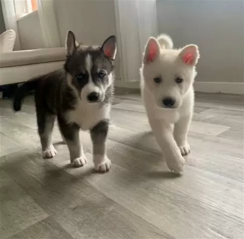 $420 : Husky puppies looking for home image 2