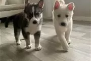 $420 : Husky puppies looking for home thumbnail
