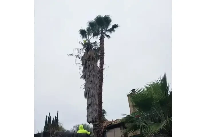 Tree Services image 3