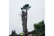 Tree Services thumbnail
