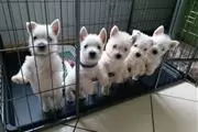 $500 : NMJKI West Highland Terrier thumbnail