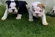 Cachorros de bulldog inglés en Indianapolis