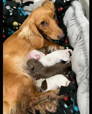 $600 : Miniature dachshund puppies image 2