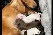 $600 : Miniature dachshund puppies thumbnail