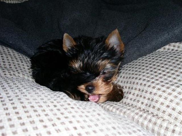 $700 : Avail Tcup yorkie +13157912128 image 1