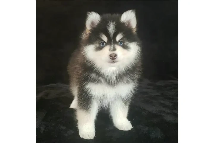 $400 : Cachorros de Pomsky y Husky image 2