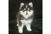 $400 : Cachorros de Pomsky y Husky thumbnail