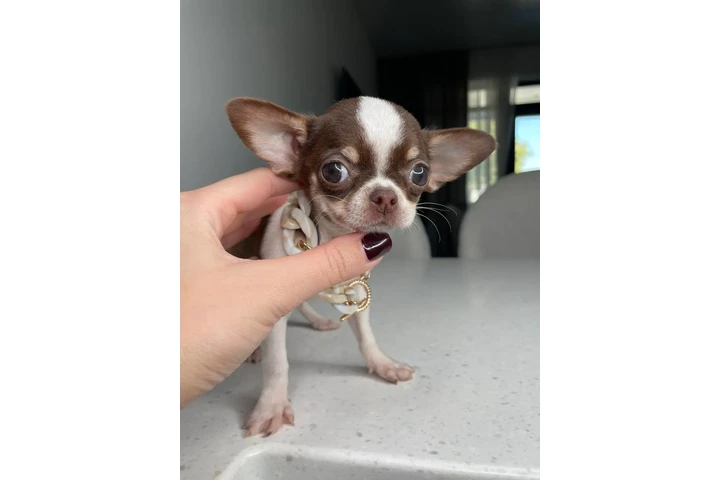 $250 : Chihuahua mini puppies image 9