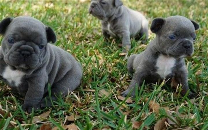 $800 : French Bulldog Puppies image 1
