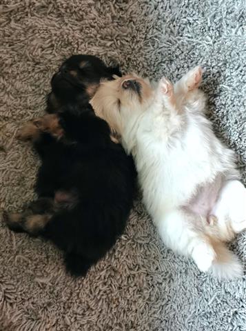 $500 : Pomeranian Puppies for sale image 2