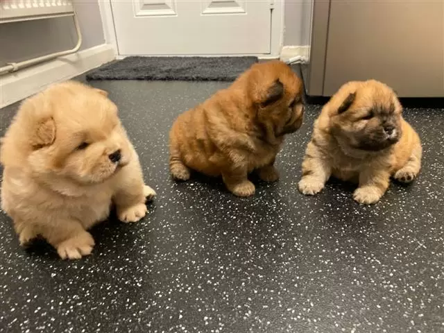$480 : Beautiful playful chow chow. image 3