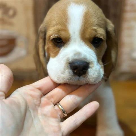 $400 : Beagle Puppy image 2