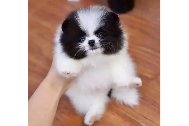 $400 : Pomeranian puppies image 3