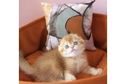 $260 : Orange Scottish Fold thumbnail
