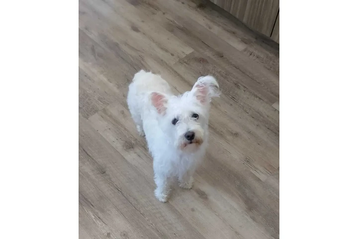 $2600 : MINI SCHNAUZER PUPPY image 3