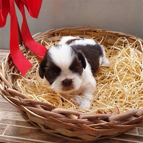 $350 : Shihtzu image 3