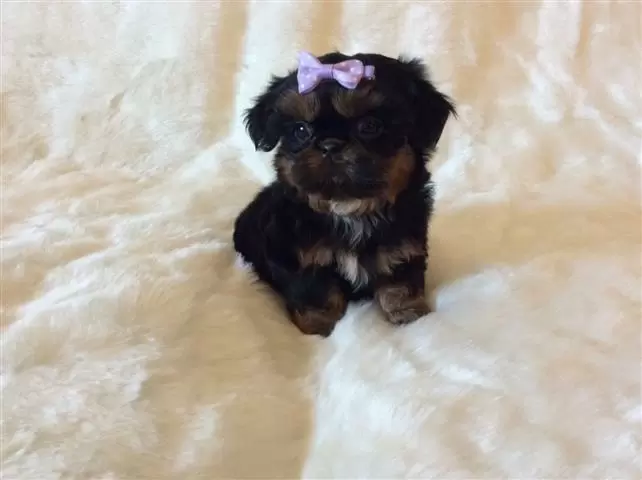 $450 : Amazing Shit tzu Puppies image 1