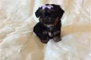 Amazing Shit tzu Puppies en St. Louis