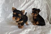 $575 : Cachorros Yorkie Para Adopción thumbnail