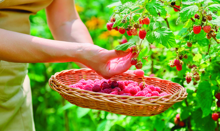 Aprenda a sembrar y cosechar bayas en su jardín