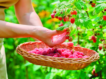 Aprenda a sembrar y cosechar bayas en su jardín