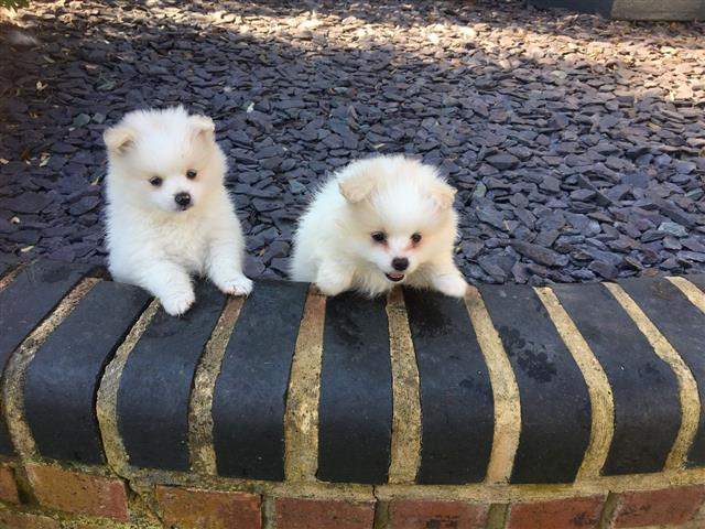 $400 : Pomeranian Puppies for Adoptio image 1