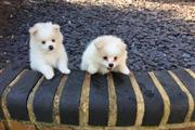 Pomeranian Puppies for Adoptio