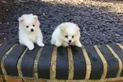 Pomeranian Puppies for Adoptio en Chicago