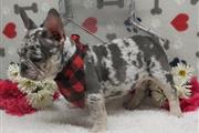 $850 : French bulldog for adoption thumbnail