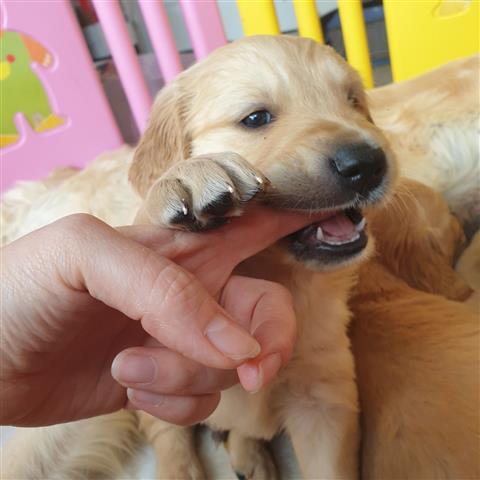 $500 : Beautiful Golden Retriever Pup image 3