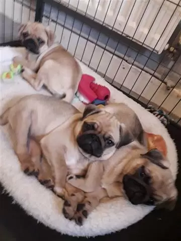 $550 : Pug Puppies image 3