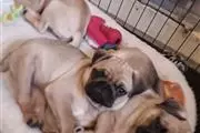 $550 : Pug Puppies thumbnail