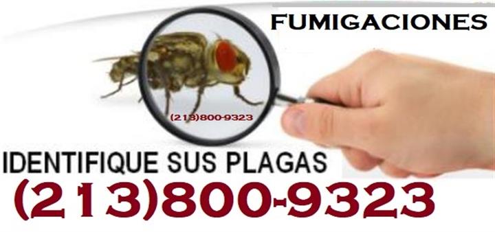 FUMIGACIONES LATINOS PLAGAS image 1