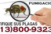 FUMIGACIONES LATINOS PLAGAS