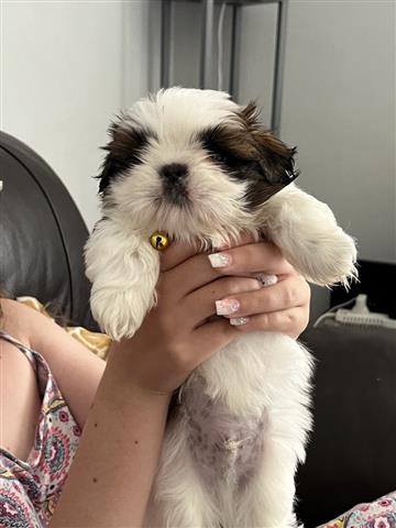 $310 : Shih Tzu a la venta image 1