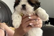 Shih Tzu a la venta