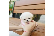 Taza de té Bichon Frise en Detroit
