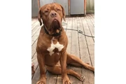 $1050 : Dogue de Bordeaux puppy thumbnail