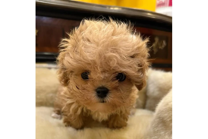 $350 : Maltipoo taza de té image 4