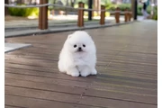 Micro Pomerania en New York