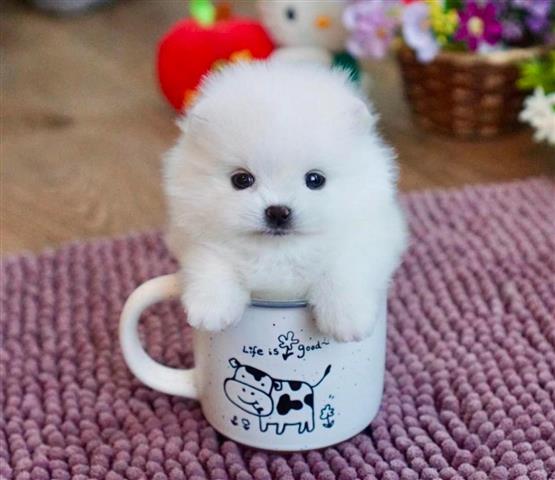 $410 : Quality teacup Pomeranian image 1