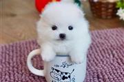 Quality teacup Pomeranian en Denver